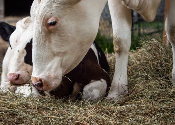 More Cow Time For Calves Improves Health And Welfare