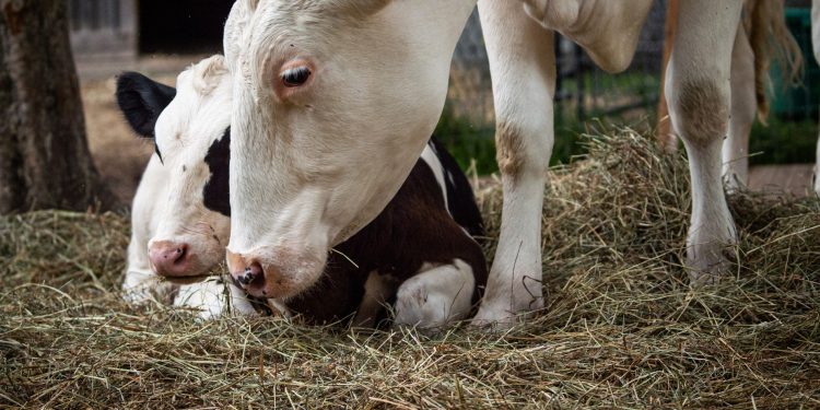 More Cow Time For Calves Improves Health And Welfare