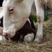 More Cow Time For Calves Improves Health And Welfare More Cow Time For Calves Improves Health And Welfare
