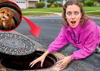 My DOG STUCK in SEWER…will he be okay