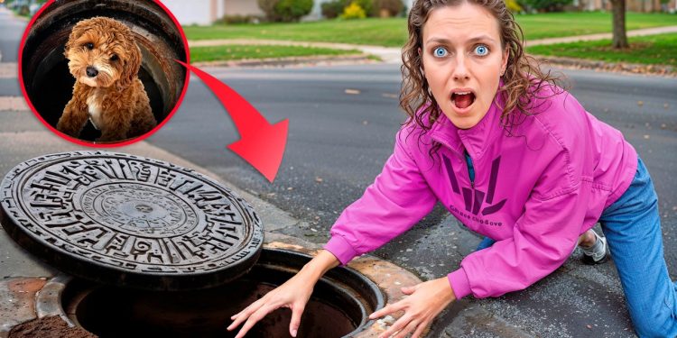 My DOG STUCK in SEWER…will he be okay
