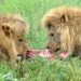 Myths About Lions | Blog Myths About Lions | Blog