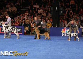 National Dog Show 2023: Best in Show (Full Judging) | NBC Sports