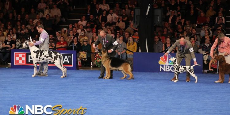National Dog Show 2023: Best in Show (Full Judging) | NBC Sports