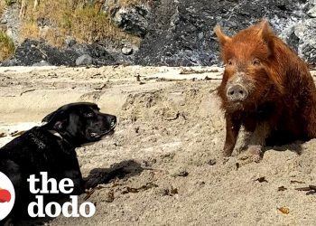 Pig Raised By A Labrador Thinks She’s A Dog Too | The Dodo