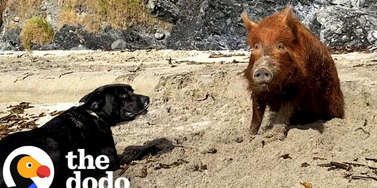 Pig Raised By A Labrador Thinks She’s A Dog Too | The Dodo