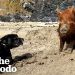 Pig Raised By A Labrador Thinks She’s A Dog Too | The Dodo