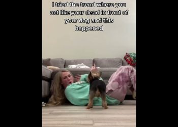 Pretend to faint and see how the dog reacts #dog #funnydog #dogs #funnyvideos #fyp