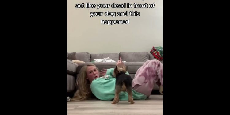 Pretend to faint and see how the dog reacts #dog #funnydog #dogs #funnyvideos #fyp