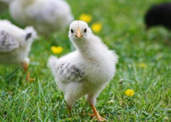 Public Consultation on the EU’s animal welfare legislation: citizens opportunity to demand change