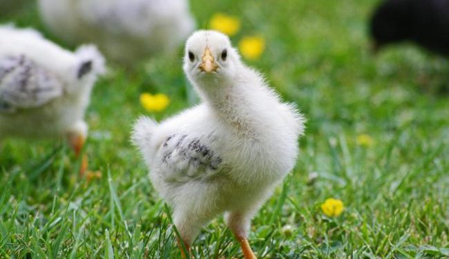 Public Consultation on the EU’s animal welfare legislation: citizens opportunity to demand change