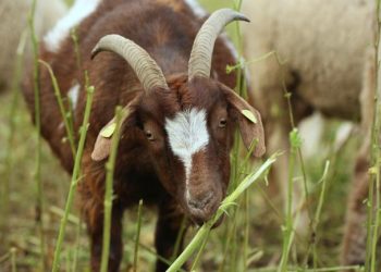 Renewed commitment by the European Commission to act on animal welfare