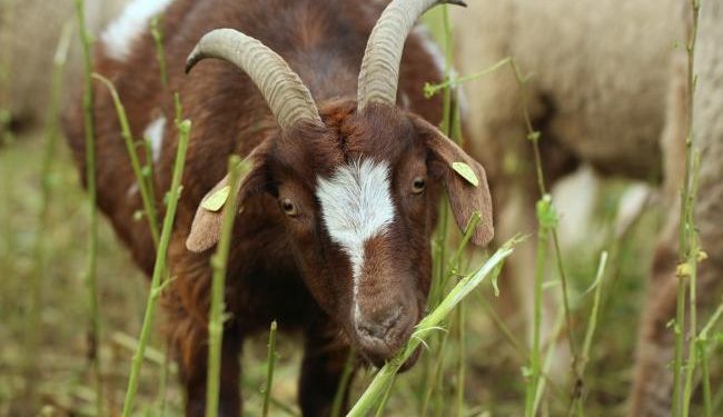 Renewed commitment by the European Commission to act on animal welfare