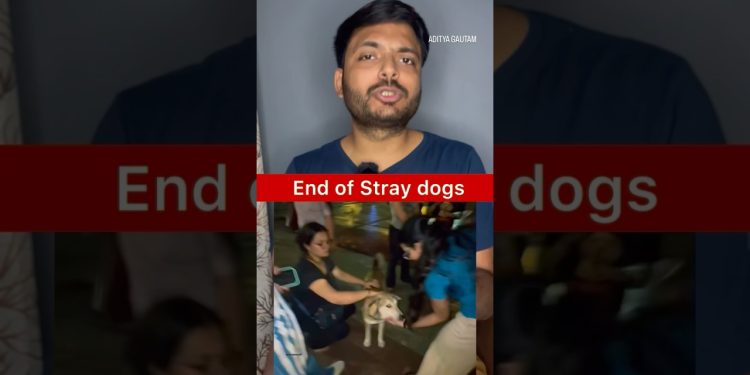 Stray dogs to be removed from DELHI NCR within 8 weeks | Shocking SC verdict #shortsfeed #dog