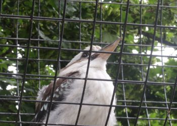 The Zoo: Through the Eyes of a Novice Investigator