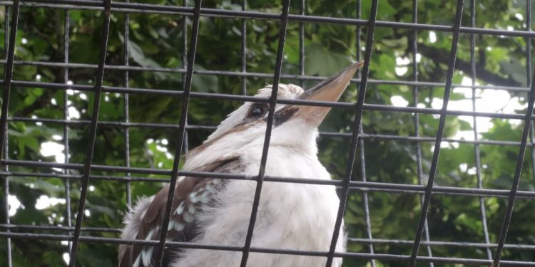 The Zoo: Through the Eyes of a Novice Investigator