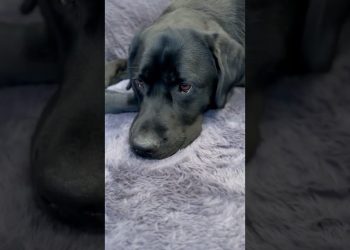 The life of a Lab 😴#blacklab #labrador #labradorretriever #lab #dog #puppy #blacklabpuppy #blacklab