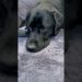The life of a Lab 😴#blacklab #labrador #labradorretriever #lab #dog #puppy #blacklabpuppy #blacklab The life of a Lab 😴#blacklab #labrador #labradorretriever #lab #dog #puppy #blacklabpuppy #blacklab