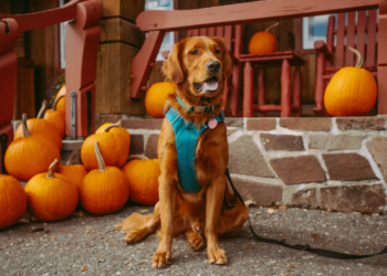 Trick or Treat: Get Your Dog Ready for Halloween