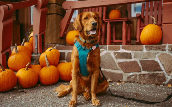 Trick or Treat: Get Your Dog Ready for Halloween