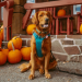 Trick or Treat: Get Your Dog Ready for Halloween Trick or Treat: Get Your Dog Ready for Halloween