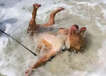 When Your Dog First Encounters with the Ocean! 😂 Funny Dogs and Water