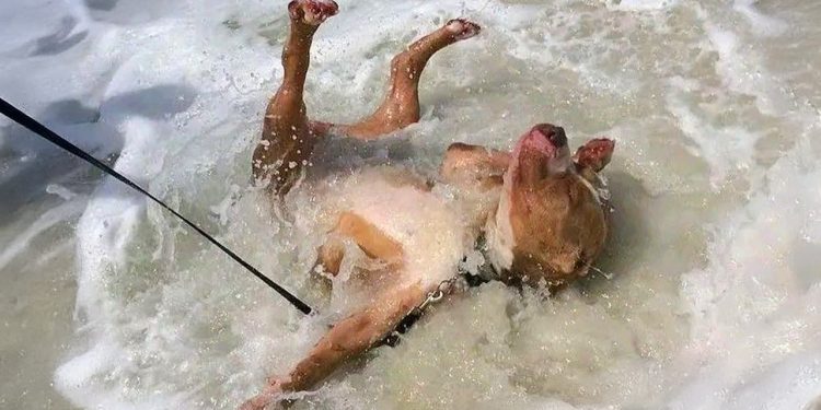 When Your Dog First Encounters with the Ocean! 😂 Funny Dogs and Water