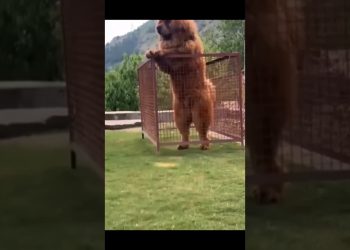 animals from baby to growing up. remarkable animal transformation #fyp #dog #shorts