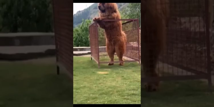animals from baby to growing up. remarkable animal transformation #fyp #dog #shorts