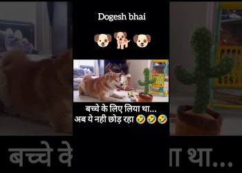 अब ये इसके मजे ले रहा हैं 😂 #shortsfeed #viral #dog #funny #funnypets #pets #petvideos #cute #love