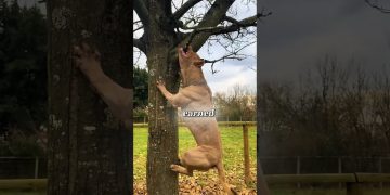 5 Dog Breeds So Strong They’re Banned! 5 Dog Breeds So Strong They’re Banned!