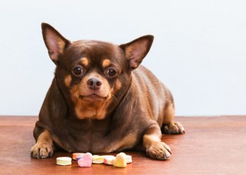 A Pet Parent’s Guide to Canine Diabetes A Pet Parent’s Guide to Canine Diabetes