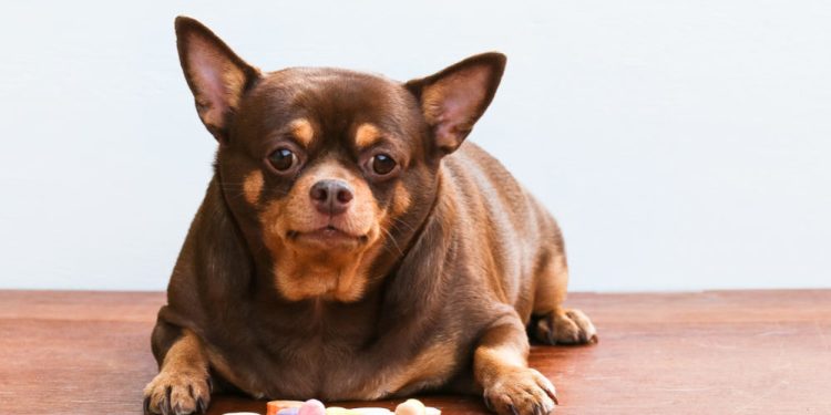 A Pet Parent’s Guide to Canine Diabetes