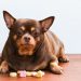 A Pet Parent’s Guide to Canine Diabetes
