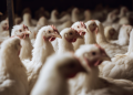 Animal welfare legislation: EC must commit to timelines Animal welfare legislation: EC must commit to timelines