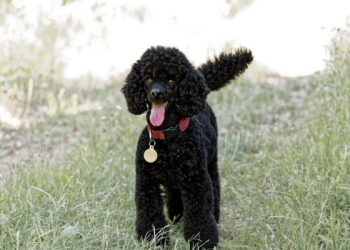 Are Poodles Playful Dogs? What to Expect in a Dog Daycare Setting