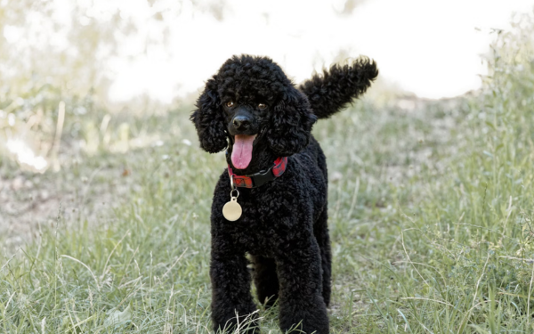 Are Poodles Playful Dogs? What to Expect in a Dog Daycare Setting