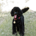 Are Poodles Playful Dogs? What to Expect in a Dog Daycare Setting