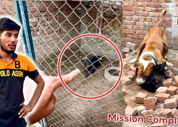 BADSHAH NY MISSION COMPLETE KR LIYA😱 STREET DOG ARRESTED😳