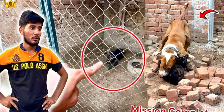 BADSHAH NY MISSION COMPLETE KR LIYA😱 STREET DOG ARRESTED😳