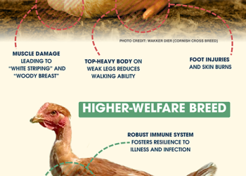 Breed All About It: More Healthy Chicken Breeds!