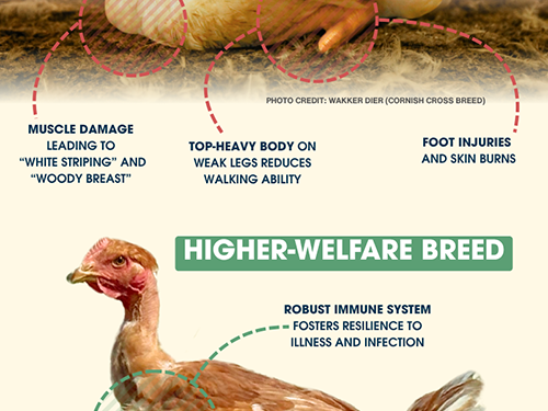Breed All About It: More Healthy Chicken Breeds!
