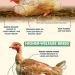 Breed All About It: More Healthy Chicken Breeds!