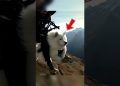 DOG LEARNS TO FLY! USA DOG LEARNS TO FLY! USA