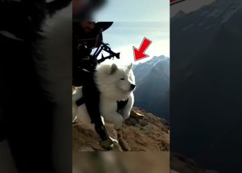 DOG LEARNS TO FLY! USA