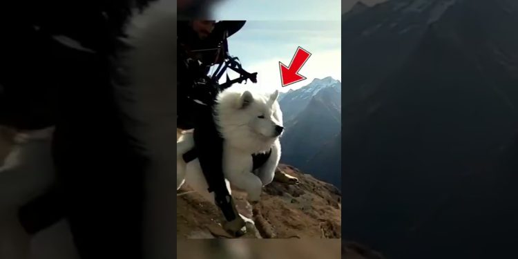 DOG LEARNS TO FLY! USA