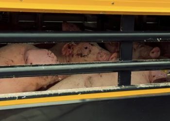 Danish pig exporters falsify official documents to send pigs on illegal journeys