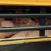 Danish pig exporters falsify official documents to send pigs on illegal journeys Danish pig exporters falsify official documents to send pigs on illegal journeys