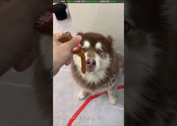 Dog Food Pepsi Jelly 🐕🍾 | New Viral Gadgets, Smart Appliances, Kitchen Utensils/ Home Inventions