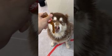 Dog Food Pepsi Jelly 🐕🍾 | New Viral Gadgets, Smart Appliances, Kitchen Utensils/ Home Inventions Dog Food Pepsi Jelly 🐕🍾 | New Viral Gadgets, Smart Appliances, Kitchen Utensils/ Home Inventions